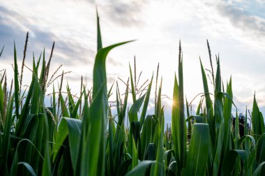 Batan güneş, mısır tarlasının üst kısmının yeşil yapraklarının arasından parlıyor..