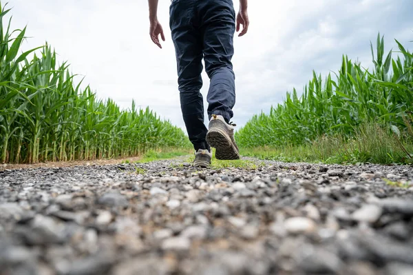 View Man Hiking Shoes Walking Country Road Running Green Corn — Stock Photo, Image