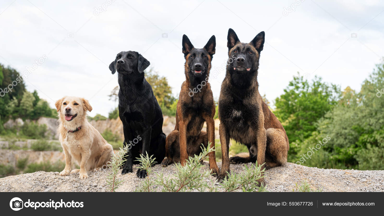 Four Obedient Dogs Two Belgian Malinois Shepherds One Labrador