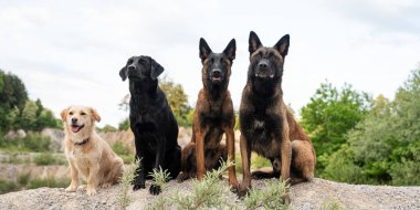 Dört itaatkar köpek - iki Belçikalı çoban, bir labrador av köpeği ve bir melez - doğada bir kuyrukta oturuyorlar..