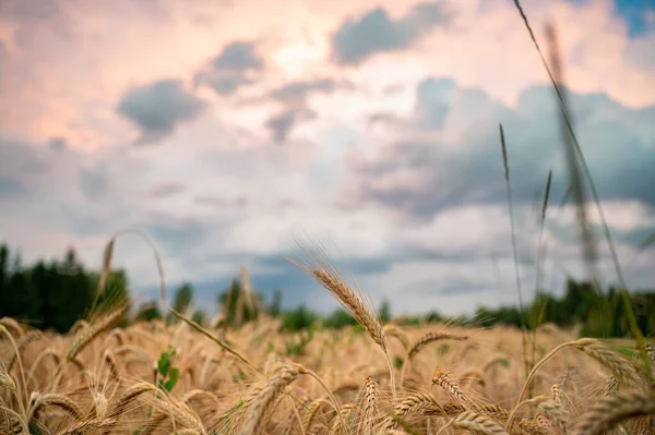 Красиве Золоте Пшеничне Поле Під Драматичним Вечірнім Небом — стокове фото