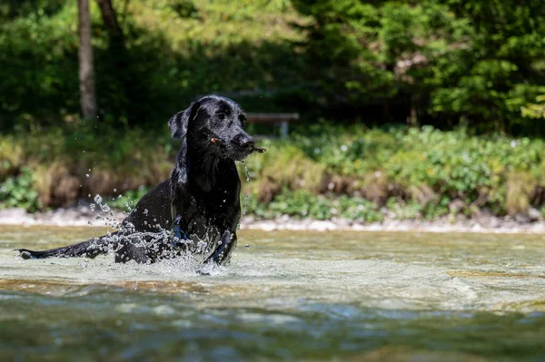 Beautiful Wet Labrador Retriever Dog Running River Stick Her Mouth — ストック写真