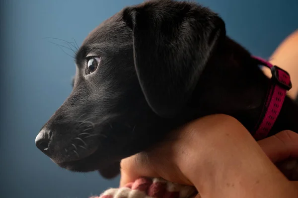 Side Portrait Lovely Little Black Labrador Puppy Pink Collar Arms — Fotografia de Stock