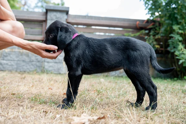 Cute Tiny Black Labrador Puppy Leaning Her Head Her Owners — Fotografia de Stock