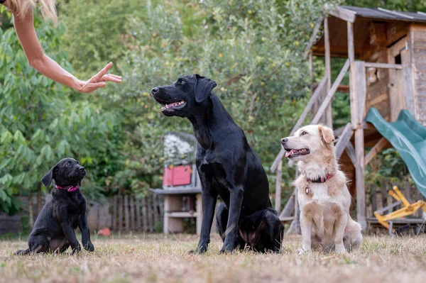 Female Canine Trainer Showing Hand Gesture Her Three Dogs Labrador — ストック写真