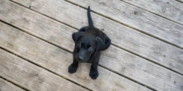 Overhead View Adorable Black Labrador Puppy Sitting Wooden Floor Looking — ストック写真