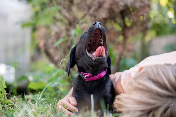 Adorable Small Black Labrador Retriever Puppy Lying Grass Yawning Toddler — Fotografia de Stock