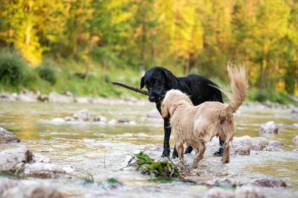 Two Friendly Dogs Playing Stick River Beautiful Summer Nature — Fotografia de Stock