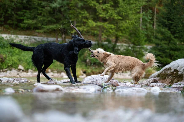 Two Dogs One Black One Brown Playing Competing Stick Running — Stockfoto