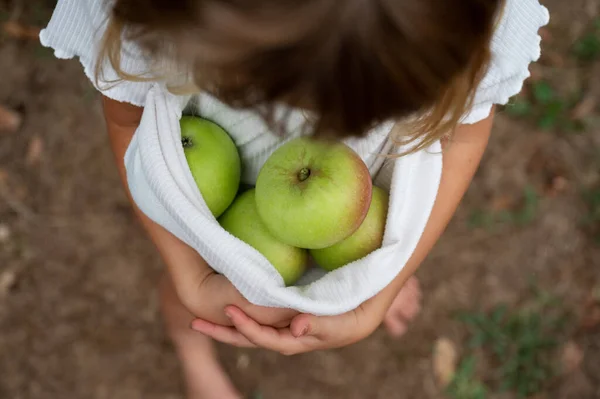 Top View Toddler Girl Homegrown Organic Apples Tucked Her Tshirt — 图库照片