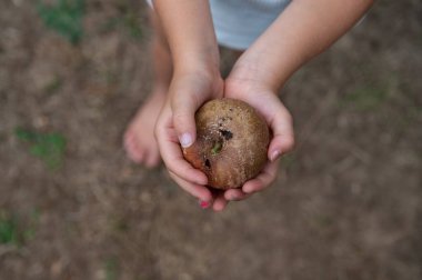 Top view of a childs hands holding a rotten apple in a conceptual image of poverty and lack.