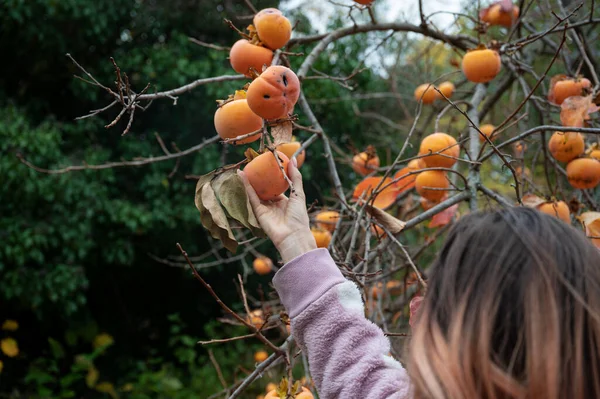 Caucasian Woman Harvesting Persimmon Fruits Abundant Tree Fall — 스톡 사진