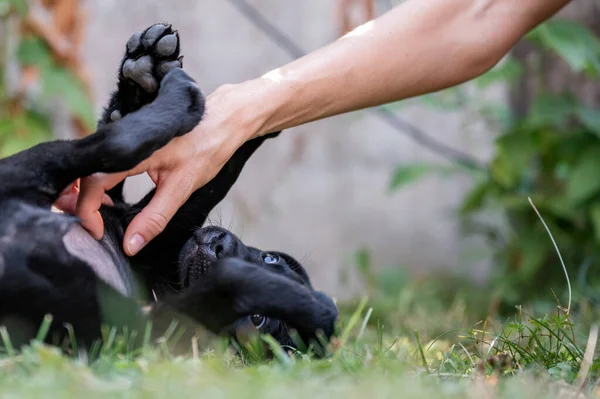 Caucasian Female Hand Scratching Black Labrador Puppys Belly She Rolles — Fotografia de Stock