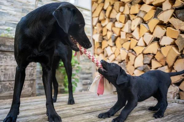 Black labrador retriever mum and her adorable puppy playing and pulling for a toy with a background of stacked wooden logs.