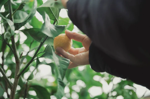 Hands Child Picking Homegrown Mandarin Tree Fall Low Angle View — Stock Photo, Image