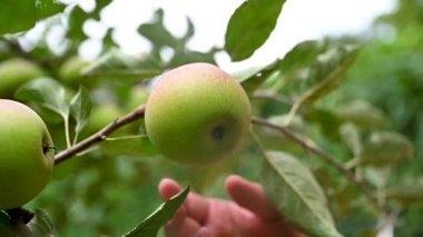 Slow motion footage of a childs hand picking a ripe apple growing on a tree,