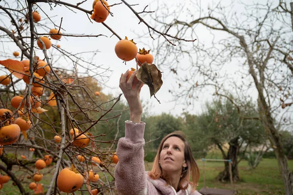 Young Woman Picking Ripe Orange Persimmon Fruit Autumn Tree Plenty — ストック写真