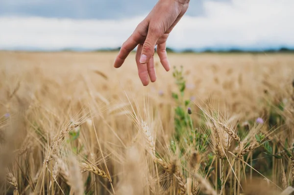 Female Hand Gently Stoking Ripening Golden Wheat Ears Growing Field — 图库照片