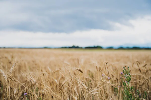 Beautiful Golden Wheat Field Growing Cloudy Summer Sky Focus Front — Stock Photo, Image