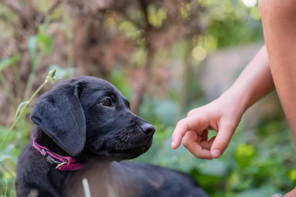 Child Offering Hand Adorable Black Labrador Retriever Puppy Lying Green — Fotografia de Stock