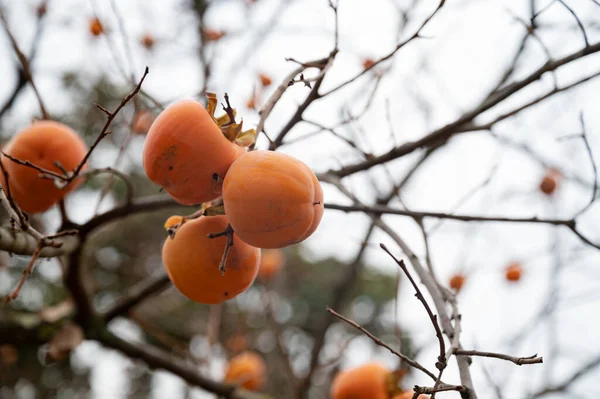 View Ripening Orange Persimmons Growing Autumn Tree — Foto de Stock