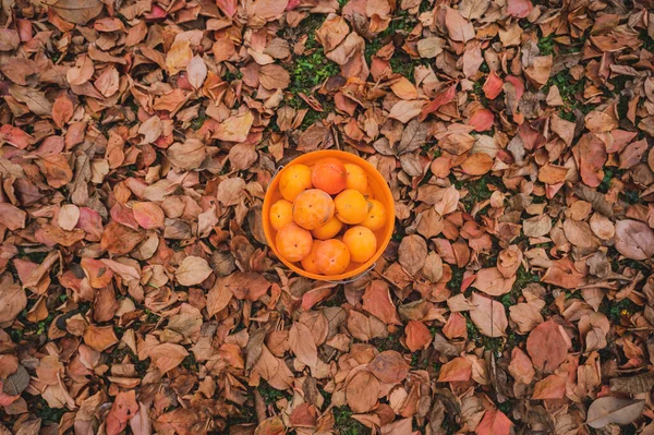 Top View Bucket Full Homegrown Persimmon Fruits Placed Ground Covered —  Fotos de Stock