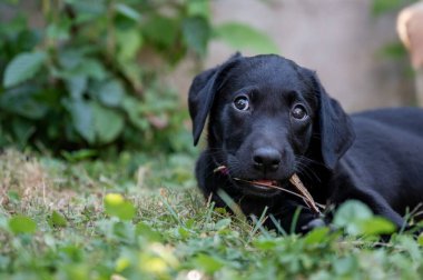 Cute black labrador retriever puppy lying in green grass chewing on a stick.