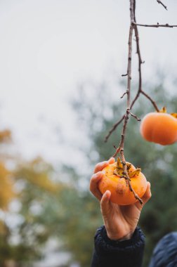 Hand of a child picking a ripe parsimmon fruit from an autumn tree. Closeup view.