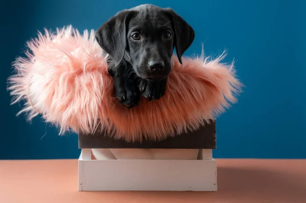 Studio Shot Adorable Black Labrador Retriever Puppy Wooden Box Fluffy — Photo