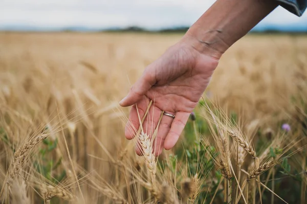 Caucasian Female Hand Gently Touching Golden Wheat Ear Growing Field — Stock Photo, Image