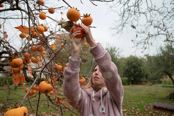 Caucasian Young Woman Wearing Pink Sweater Picking Healthy Ripe Persimmon — ストック写真
