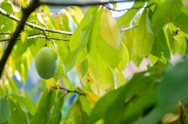 Ripening asimina fruit growing on a paw paw tree with beautiful green leaves glowing in the sunshine.