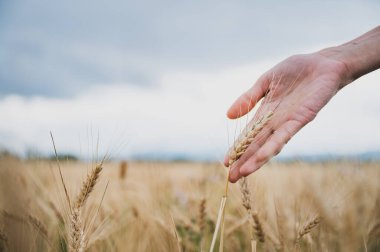 Closeup view of female hand gently touching a ripening golden ear of wheat growing in the field under cloudy summer sky.
