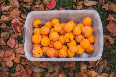 Top view of a plastic box full of delicious vitamin rich persimmon fruits placed on the ground covered with colorful autumn leaves.