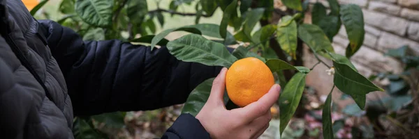 Wide View Image Child Picking Ripe Mandarin Citrus Fruit Tree — Stock Photo, Image