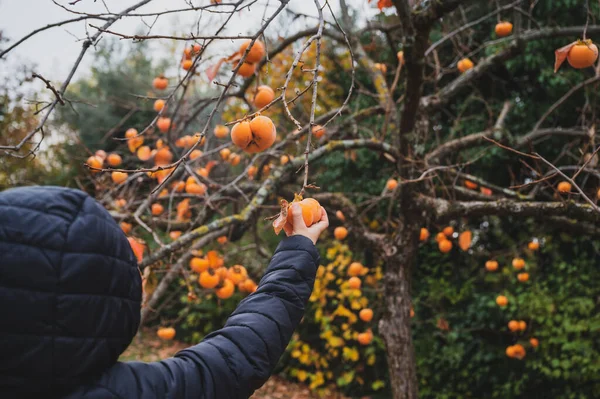 Shoulder View Child Jacket Picking Ripe Orange Persimmon Fruit Bare — Stockfoto