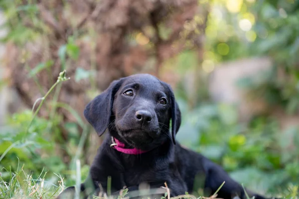 Cute Little Black Labrador Retriever Puppy Lying Grass —  Fotos de Stock