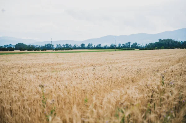 Beautiful Countryside Golden Wheat Field Cloudy Summer Sky — Stock Photo, Image