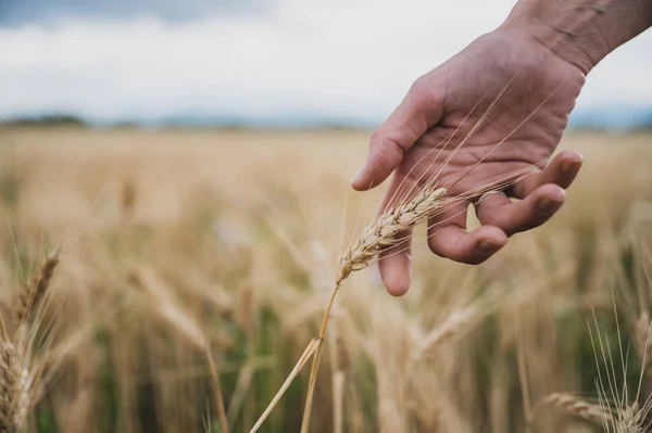豊かさと持続可能性の概念的なイメージの分野で成長している小麦の黄金の耳に優しく触れる男性の手のクローズアップビュー — ストック写真