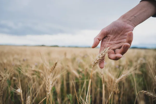 Closeup Low Angle View Female Hand Gently Touching Golden Ear — Stock Photo, Image