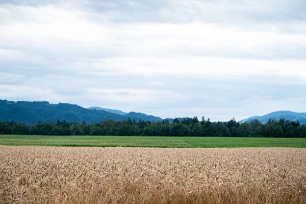 Beautiful Farmland Golden Wheat Field Green Meadows Cloudy Summer Sky — Stock Photo, Image