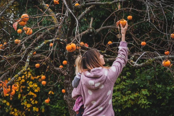 Young mother picking organic persimmon fruits from a bare khaki tree while holding her toddler child in her lap.