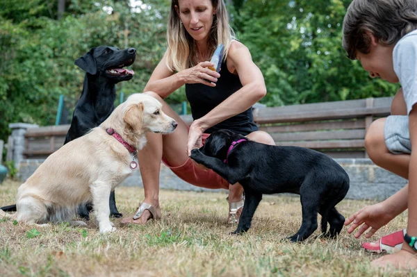 白人女性の犬の所有者の従順は彼女の3匹の犬 2匹のラブラドールの取得者と混合品種を訓練し 裏庭の外 — ストック写真