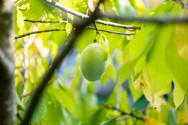 Maduración Fruta Asimina Verde Que Crece Árbol Patas Iluminado Por — Foto de Stock