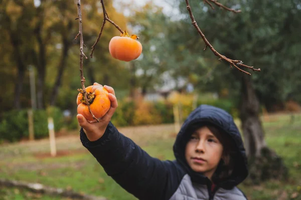 Chlapec Natahuje Ruku Aby Sklidil Zralé Khaki Ovoce Které Roste — Stock fotografie