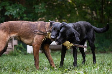İki safkan köpek, siyah labrador Retriever ve Belçika Malinois çobanı, yeşil doğada bir oyuncak için tutuyorlar ve çekiştiriyorlar..
