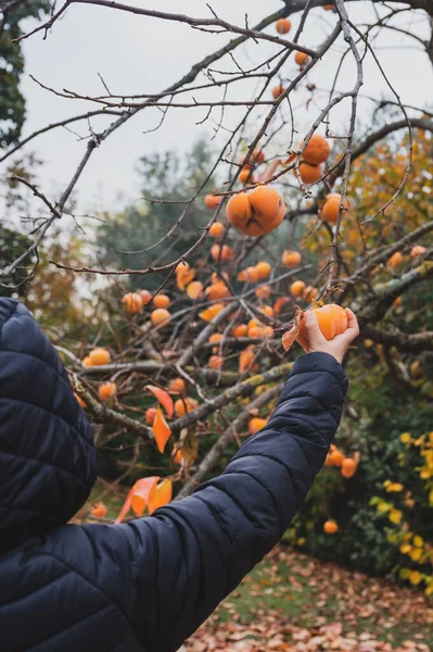 秋の木から新鮮な柿の実を摘もうとする少年 — ストック写真