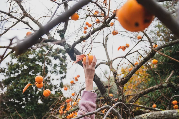 Female Hand Reaching Pick Persimmon Fruit Autumn Khaki Tree Backyard — Stock Photo, Image