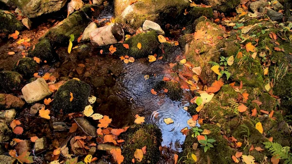 Pfütze Helle Herbstahornblätter Wasser Natürlicher Hintergrund Herbststimmung Herbstzeitkonzept Flache Lage Stockfoto