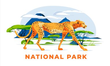 Bir çita bozkırda tek başına yürür. Doğadaki büyük vahşi Afrika hayvanları. Vektör düz resimleme